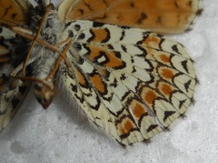 Melitaea ornata