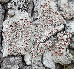 Haematomma flexuosum