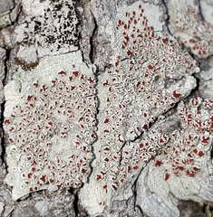 Haematomma flexuosum