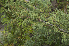 Juniperus pseudosabina