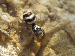 Salticus propinquus