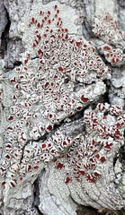 Haematomma flexuosum