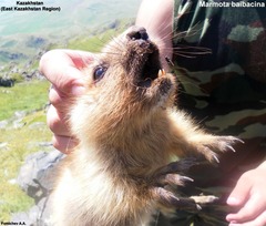 Marmota baibacina