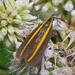 Ctenucha clavia - Photo (c) David Foster, some rights reserved (CC BY-NC-ND), uploaded by David Foster