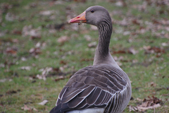 Anser anser