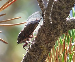 Okanagana occidentalis