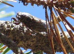Okanagana occidentalis