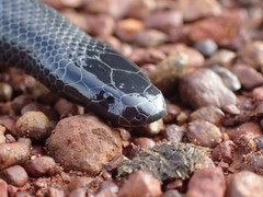 Congo Burrowing Asp photo 1
