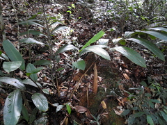 Renealmia floribunda