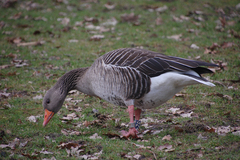Anser anser