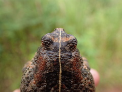 Sclerophrys pusilla