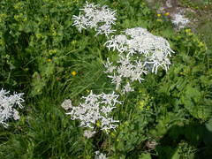 Heracleum apiifolium