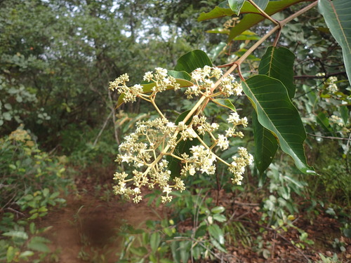 Mbura