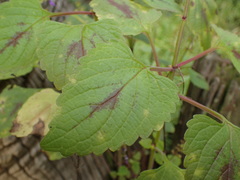 Coleus bojeri