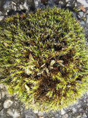 Bryophyta