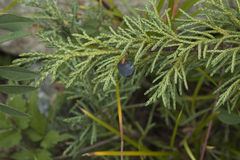 Juniperus pseudosabina