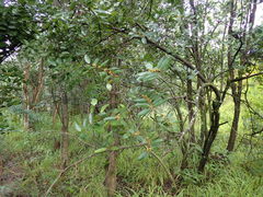 Image of Salacia rhodesiaca