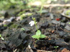 Lindernia parviflora