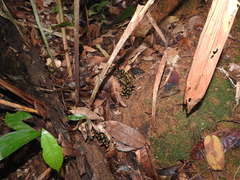 Renealmia floribunda