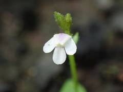Lindernia parviflora