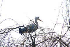 Ardea cinerea