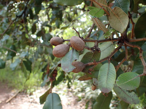 Mobola Plum