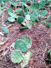 Opuntia humifusa