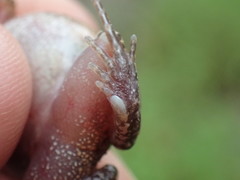Common Squeaker photo 5