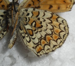 Melitaea ornata