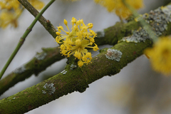 Cornus mas