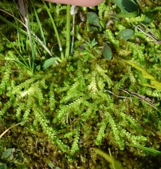 Selaginella eclipes