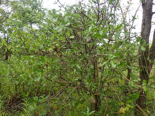 Gardenia ternifolia (Gardenia ternifolia)