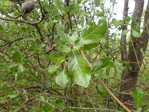 Gardenia ternifolia, photograph 3