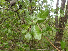 Gardenia ternifolia, photograph (c) Mahomed Desai, some rights reserved (CC BY)