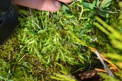 Selaginella eclipes