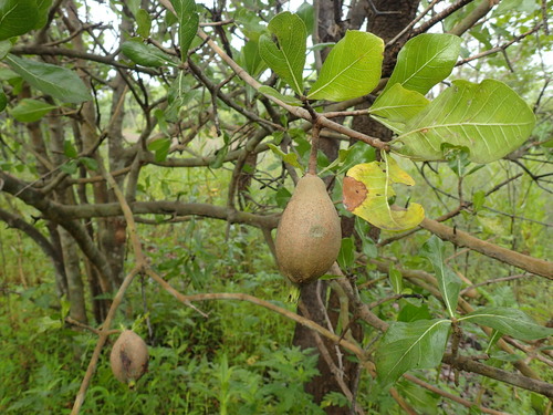 Gardenia ternifolia, photograph 4