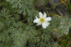 Callianthemum sajanense