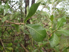 Gardenia ternifolia, photograph (c) Mahomed Desai, some rights reserved (CC BY)