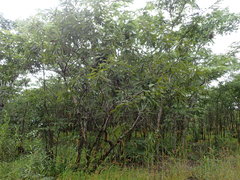 Ozoroa reticulata