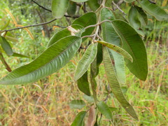 Ozoroa reticulata