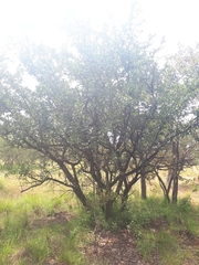 Ximenia caffra caffra