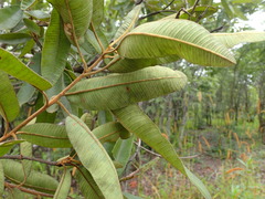 Ozoroa reticulata