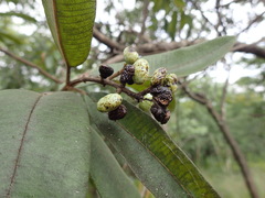 Ozoroa reticulata