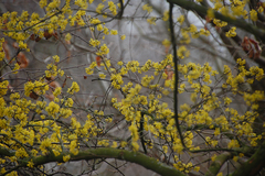 Cornus mas