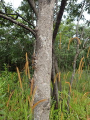Ozoroa reticulata