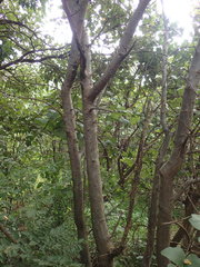 Commiphora edulis edulis