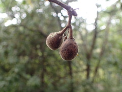 Commiphora edulis edulis