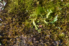 Selaginella eclipes