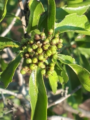 Heteropyxis natalensis