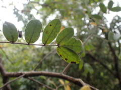Commiphora edulis edulis